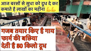 आज बरसों से सुधा को दूध दे कर कमाते है लाखों का महीना👍ARYA Dairy Farm Arwal Bihardairyfarmbihar [upl. by Nylak]