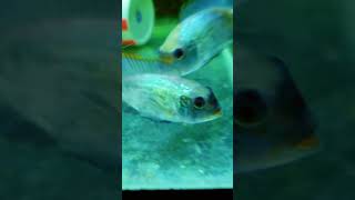 electric blue acara fish breeding pairelectric blue acara fish fry01534678935 [upl. by Snider]