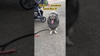 His breed Purebred Good Boy [upl. by Annayrb]