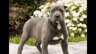 Cane Corso Puppies for Sale [upl. by Ahsiyt355]