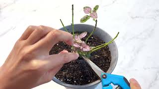 Pink Polka Dot Plant Hypoestes Pruning Aggressively  Part 2 [upl. by Bala]