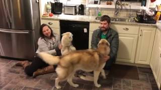 Dogs Excited to See Owners after Vacation [upl. by Wadell]