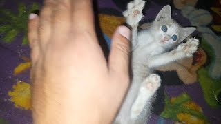 Nice Cute Funny kitten😻 [upl. by Nosremaj]