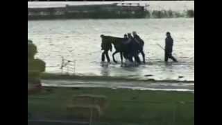 Rescue of 200 horses by 7 women in 2006  Netherland [upl. by Belvia]