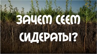 Зачем сеем сидераты Сидераты  белая горчица [upl. by Seraphine]