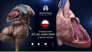 Anatomyka Academic PRO PL 12  teraz w języku polskim [upl. by Neibart]