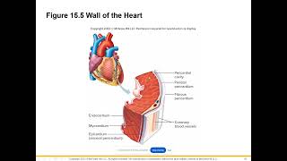 Cardiovascular Lecture Part 1 [upl. by Kandy]