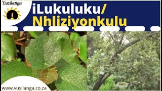 ilukuluku Nhliziyonkulu [upl. by Ojeibbob]