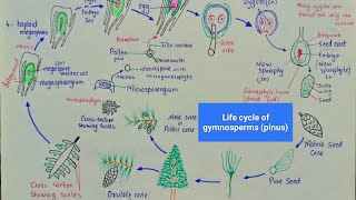 Life cycle of pinus  Life cycle of gymnosperms  class 11 [upl. by Stilwell]