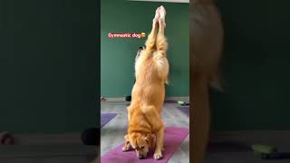 Gymnastic Dog oh diba galing din niya parang gulo dogshorts shortvideo [upl. by Polash]