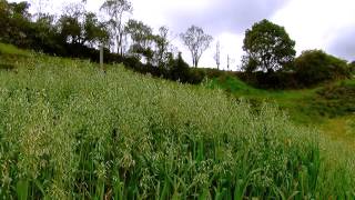 Oats forage for Cattle  Fodder  English Subtitles Avena forrajera TvAgro By Juan Gonzalo Angel [upl. by Ahsataj]