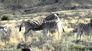 Baby Burchells Zebra suckling in Karoo National Park [upl. by Downes]