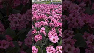 Bergenia ‘Miss Piggy’ is blooming in our greenhouse right now🩷 gardening plants flowers [upl. by Domel299]