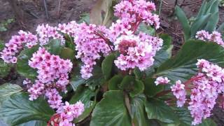 bergenia [upl. by Seen]