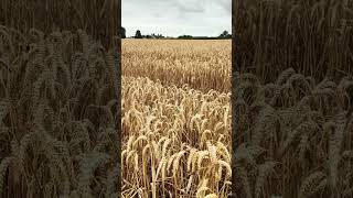 wheat wheatfield shropshire [upl. by Ramej262]