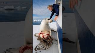 A touching story about a mother seal calling for help from the sailors on the ship to save her baby [upl. by Selimah]