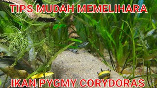 Tips Cara Mudah Pelihara Ikan Pygmy Corydoras Terkecil [upl. by Sternlight]