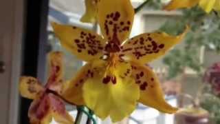 Orchid care Phalaenopsis alternative Odontocidium Tiger Crow Orchid [upl. by Cath]