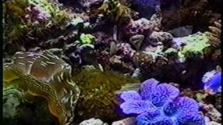 Giant Clam Aquariums [upl. by Dohsar]