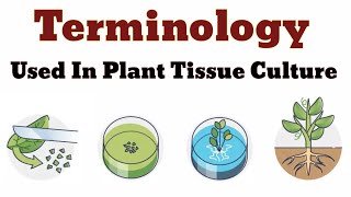 Terminology Used In Plant Tissue Culture  Lec 03 [upl. by Nallij]