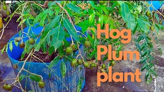 My Hog plum plant [upl. by Calva]