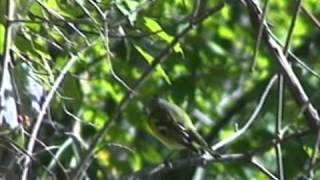 Male Blue  Headed Vireo Eating Bumble Bee [upl. by Travers555]