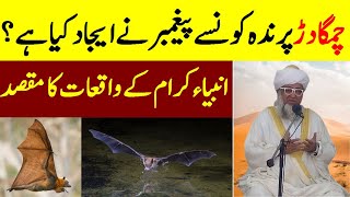 Which prophet invented the bat bird  Chamgadarbat bird life information true facts  Fruit Bat [upl. by Harim]