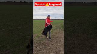 HILFE PUBERTÄT💥🐶Mein Hund wird erwachsen 💥🐶 hundetrainer [upl. by Ilecara]