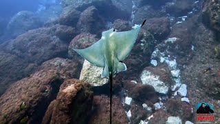 Faial Azores  Portugal  Furnas  19072024  Norberto Diver [upl. by March]