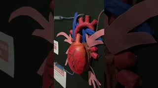 Maqueta sobre fármacos antiarrítmicos y su sitio de acción universitylife medical asmr estudios [upl. by Nolita506]