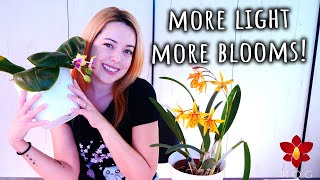 Using grow lights for more Orchids blooms All you need to know  Orchid Care for Beginners [upl. by Davidson]