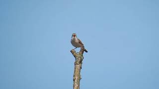 Vroege Vogels  Zingende grasmus [upl. by Ardelle]