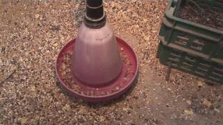 How To Select Quail Drinkers And Feeders [upl. by Nivel]