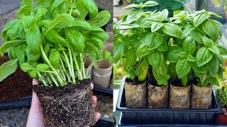 Split Supermarket Basil into Individual Plants [upl. by Atikram]