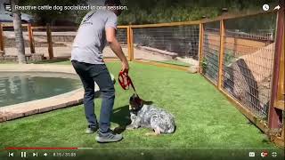 Dog Trainer Reviews Beckmans Dog Training  Socializing  Part 2 [upl. by Trygve]