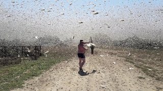 Swarms of locusts cover the sky in Russia [upl. by Novyar16]