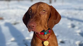 Vizsla puppy Gina plays in the snow park for the first time ever vizsla puppy dog puppies [upl. by Ainafetse]