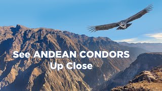 Colca Canyon in Peru 5 Tips For Spotting Andean Condors [upl. by Atal91]