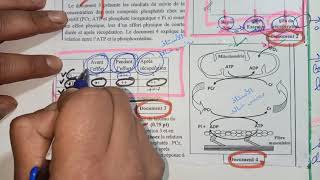 Le rôle du muscle squelettique strié exercice national 8📝🔬📚respect respectshorts [upl. by Lindberg162]