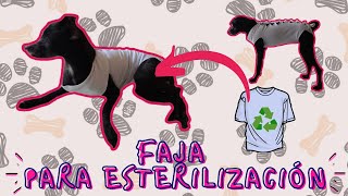 CÓMO HACER UNA FAJA PARA PERRO O GATO 🐶 FAJA PARA ESTERILIZACIÓN 🐱 Faja Postoperación mascotas dog [upl. by Kinchen]