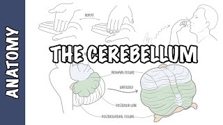 Cerebellum Clinical Anatomy  cerebellar syndrome [upl. by Orat]