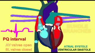 AP2 EXAM 1 HEART PQ INTERVAL OF THE ECGavi [upl. by Kletter]