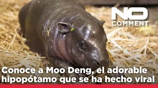 NO COMMENT Patentan la imagen de Moo Deng el adorable hipopótamo que se ha hecho viral [upl. by Talia]