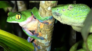 Costa Rica Cloud Forest Adventure [upl. by Lizbeth]