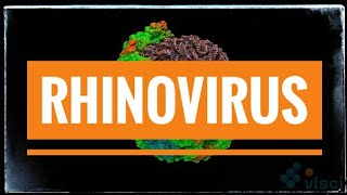 Rhinovirus Common Cold [upl. by Powell945]