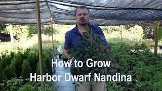 How to grow Harbor Dwarf Nandina with detailed description [upl. by Notniuq]