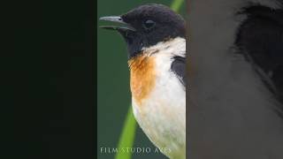 Singing stonechat male and female birds wildlife animals [upl. by Tomi147]