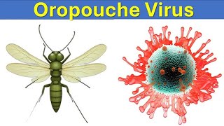 Oropouche Virus Now In Cuba and Guyana [upl. by Grim]