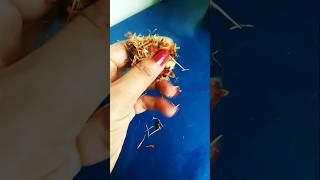 🥰😊😊Propagation of Marigold from dry flower marigold winter flowering plant gardening [upl. by Dlorag]