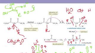 Organic Chemistry II Chapter 17 part 7 Malonic Ester and Acetoacetic Ester Synthesis [upl. by Assiled690]